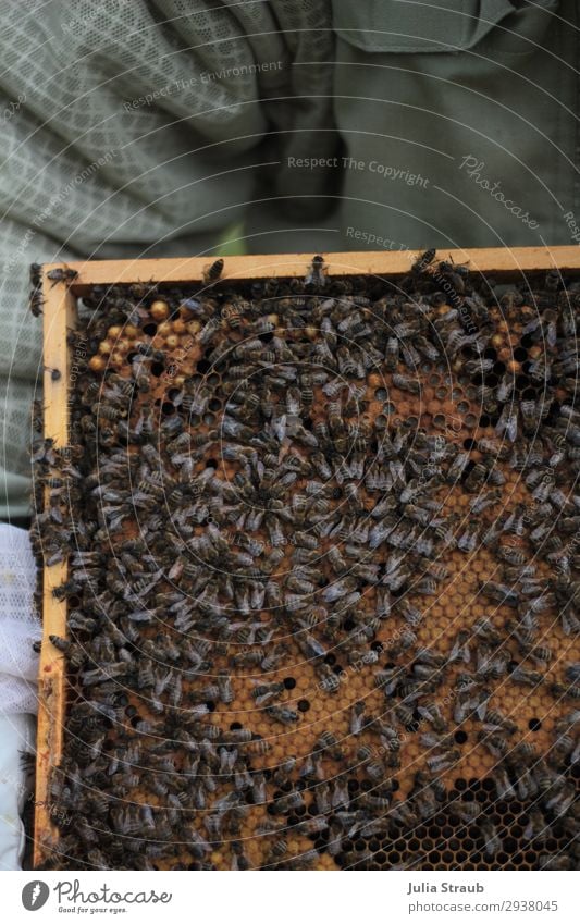 alte weiber Bienen Waben Imker bauen krabbeln authentisch eckig Zusammensein braun Bienenwaben Biennwachs König Farbfoto Außenaufnahme Tag