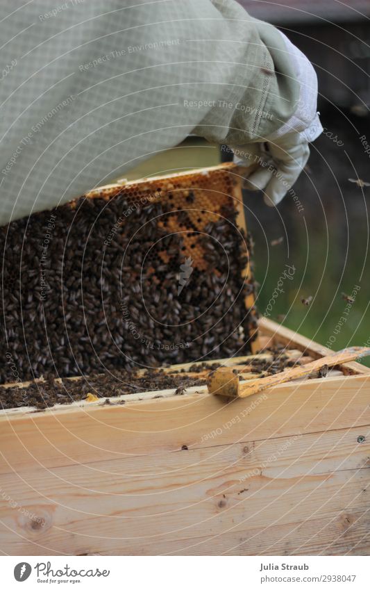 Beute Bienen Honig Imker Arme 1 Mensch Natur Sommer beobachten krabbeln Blick Gesundheit braun Bewegung Ordnung bienenkasten Rähmchen Bienenwachs Bienenstock