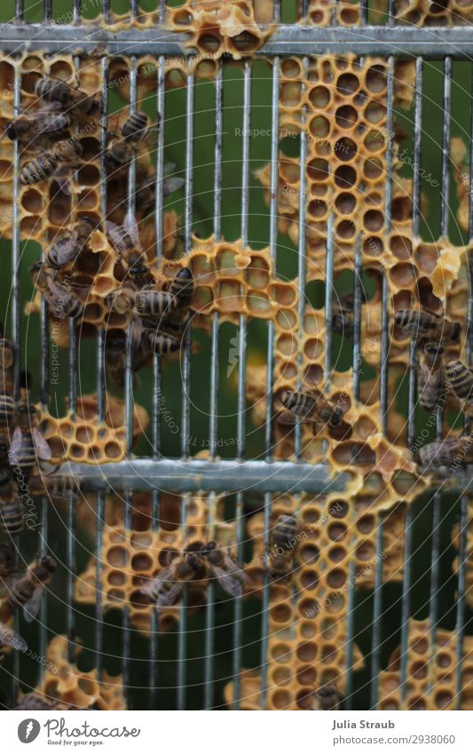 Königinsperre Bienen Gitter Schwarm Bewegung fliegen krabbeln natürlich wild braun gelb Natur Bienenwaben Farbfoto Außenaufnahme Tag Zentralperspektive