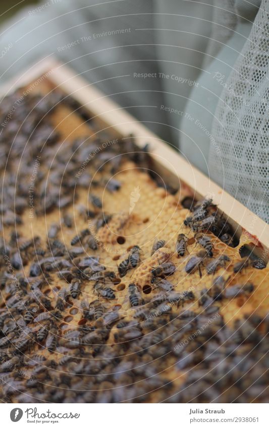 Weißeizelle Bienen Wachs Waben bauen krabbeln Bienenkönigin weißelzelle Bienenwachs Bienenwaben Farbfoto Außenaufnahme Tag