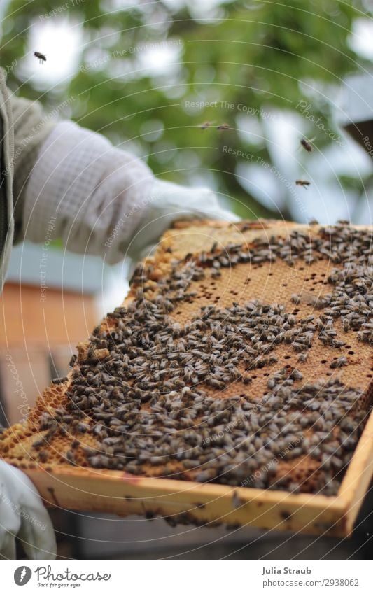 Bienenwaben Bienen Imkern Natur Sommer Baum Schwarm bauen Bewegung fliegen Kommunizieren krabbeln beweglich Leben Klima nachhaltig Rähmchen Farbfoto