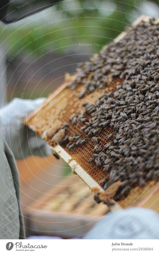 Bienen kontrolle Weißeizelle Schwarm beobachten festhalten Blick außergewöhnlich König Imkern Bienenwaben Rähmchen Wachs Honigbiene Farbfoto Außenaufnahme Tag