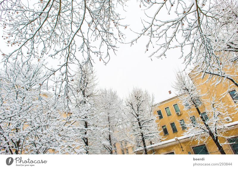 Winter im Winter in der Stadt Umwelt Nebel Eis Frost Schnee Baum Fassade kalt schön gelb weiß ruhig Idylle Farbfoto Außenaufnahme Tag Froschperspektive