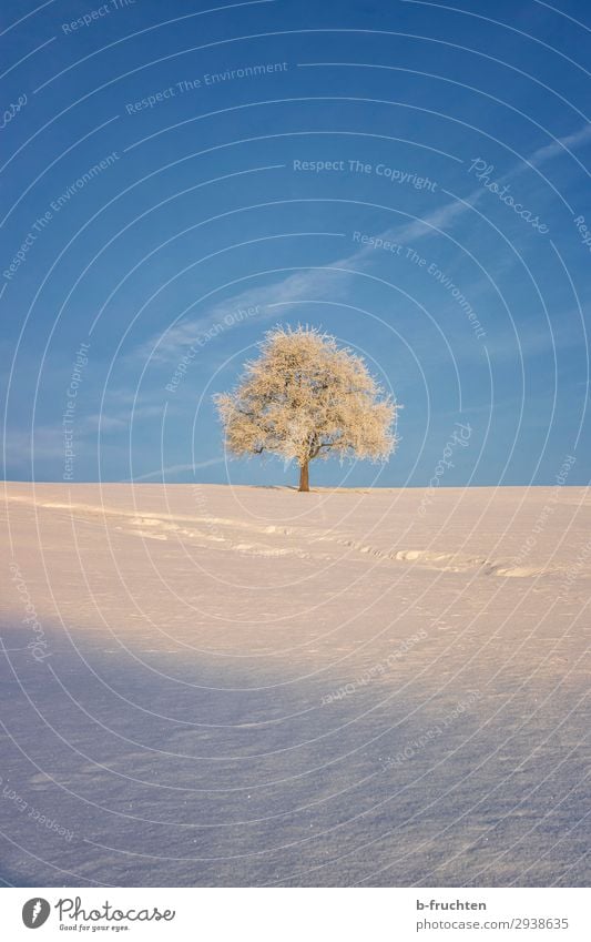 Baum im Winter Umwelt Natur Landschaft Schönes Wetter frei Freundlichkeit blau weiß Schneelandschaft einzeln 1 Einsamkeit schön Farbfoto Außenaufnahme