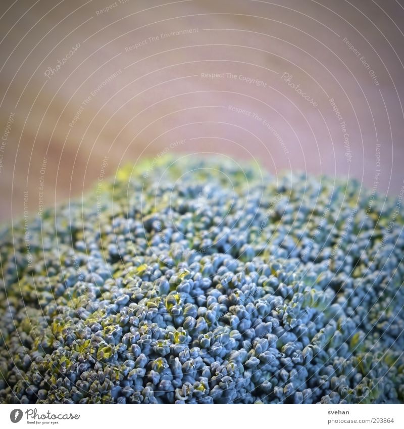 Brokkoli Lebensmittel Gemüse frisch Gesundheit lecker blau braun grün Kohl Ernährung Kohlgewächse Röschen roh Gedeckte Farben Studioaufnahme Detailaufnahme