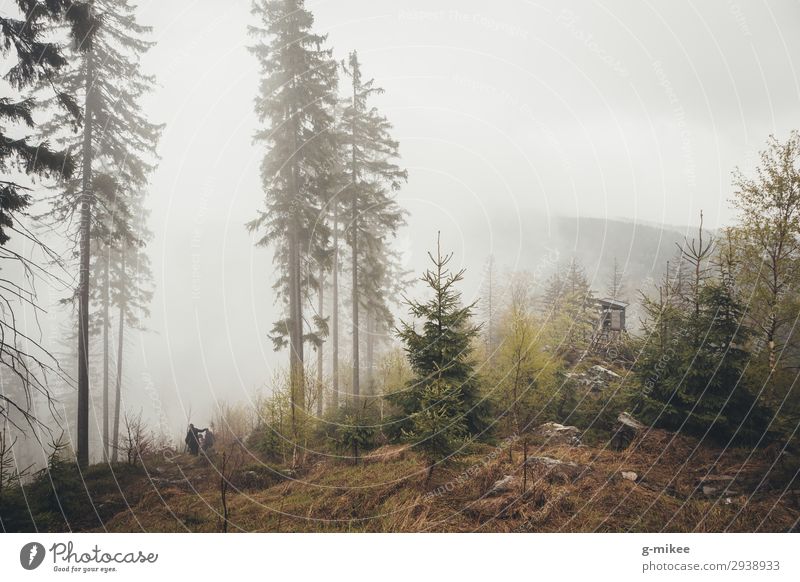 Wald im Nebel Natur schlechtes Wetter Berge u. Gebirge Riesengebirge entdecken wandern frei Tapferkeit Mut Schutz ruhig Traurigkeit Nadelwald Hochsitz Nebelwald