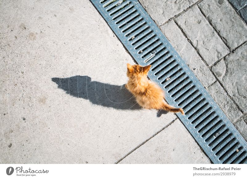 Miau Tier Katze 1 grau orange weiß Schatten Schattenspiel kleine katze Hauskatze Kontrast Silhouette Spielen Neugier Streicheln Schwanz Ohr Farbfoto