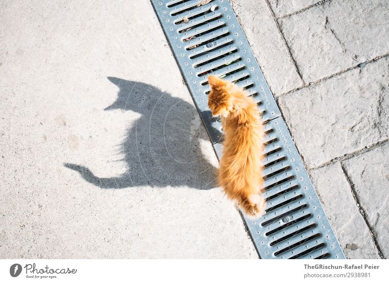 Katze Tier 1 grau orange Hauskatze Miau Spielen laufen Gleichgewicht Silhouette Schatten Schattenspiel Neugier Schwanz Farbfoto Textfreiraum links