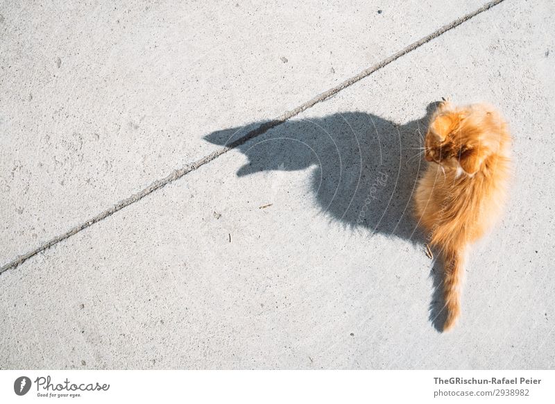 Katze Tier 1 grau orange Hauskatze Miau sitzen Spielen Schatten Beton Ohr Silhouette Kontrast Licht Behaarung Farbfoto Außenaufnahme Menschenleer