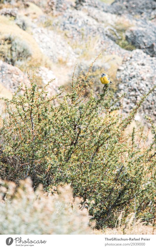 Vogel Tier 1 gelb grün buschig steinig Felsen fliegen Körperhaltung Tarnung Farbfoto Außenaufnahme Menschenleer Textfreiraum oben Textfreiraum unten Tag