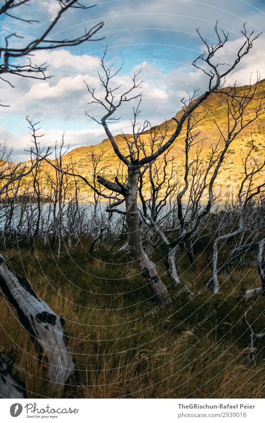 Patagonien Umwelt Natur Landschaft braun gelb gold weiß Tod Baum Wald Waldbrand Chile Torres del Paine NP See Sonnenlicht Wolken Gras Farbfoto Außenaufnahme
