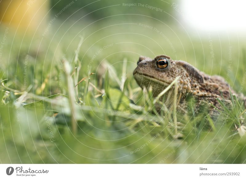 ... ich bin ein Prinz Umwelt Natur Gras Wiese Tier Frosch 1 leuchten Blick warten Gelassenheit Kröte Rasen Deckung Schlechte Laune Farbfoto Außenaufnahme