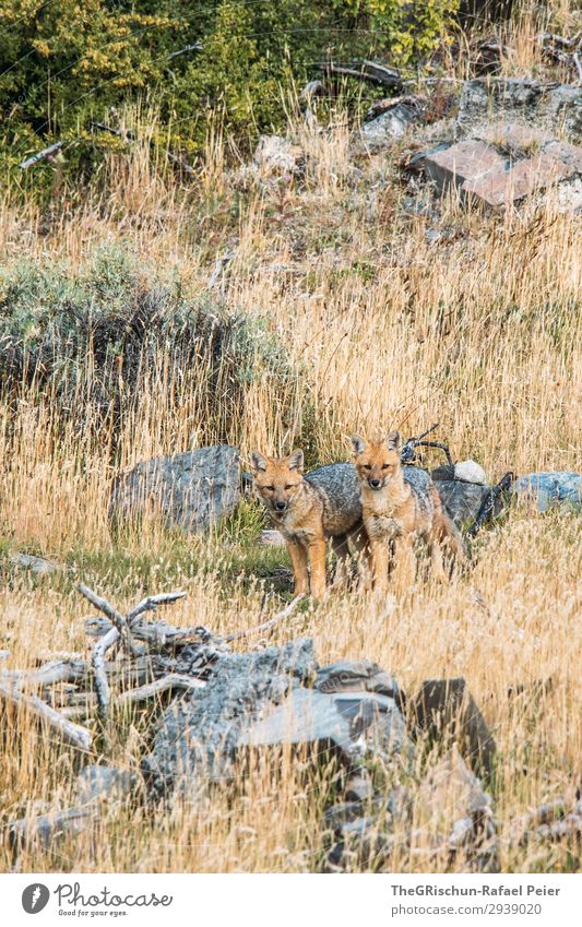 What does the fox say Tier 2 Tierjunges braun grün Zusammensein Geschwister Fuchs Patagonien Steppe Natur Neugier zusammengehörig Paar Tierpaar Jugendliche