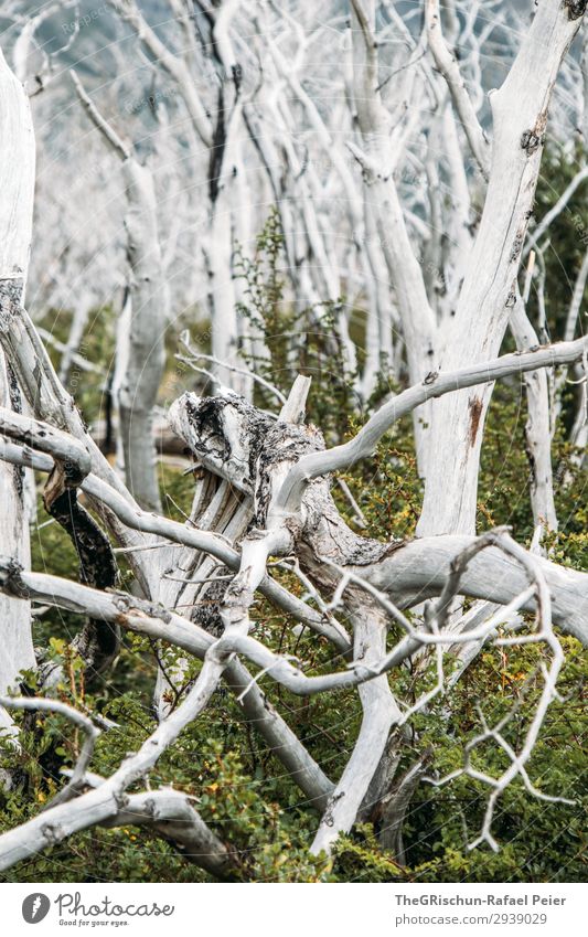 Geisterwald Umwelt Natur Landschaft ästhetisch weiß Holz Nationalpark Torres del Paine NP Chile Wald Waldbrand verbrannt Tourismus grün neu Wachstum Tod rau