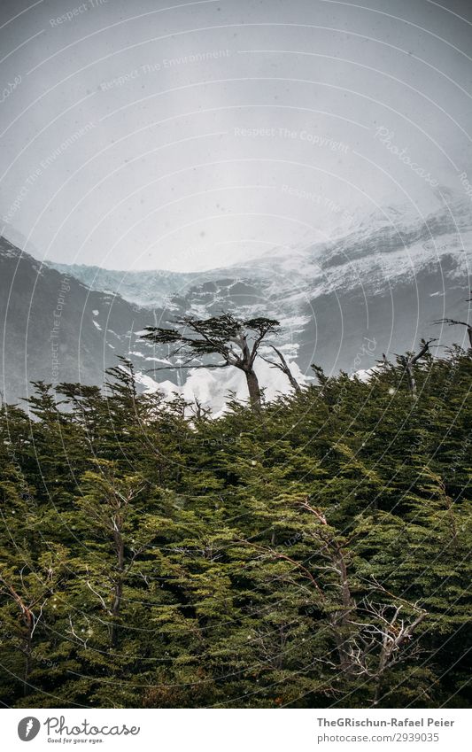 Baum Umwelt Natur Landschaft grau grün weiß Schneesturm Wald Wind Gletscher Sturm Leidenschaft Torres del Paine NP Silhouette Farbfoto Außenaufnahme