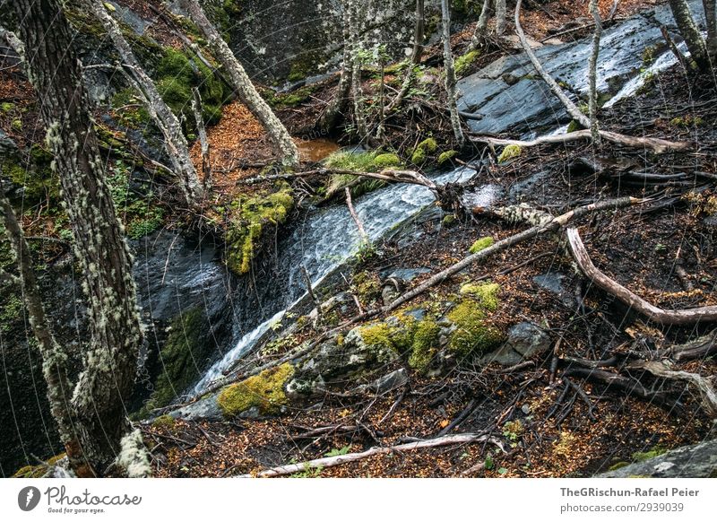 Wasserfall Natur grün Baum Moos bewachsen Felsen fließen Wurzelgemüse Nationalpark Patagonien Farbfoto Außenaufnahme Menschenleer Textfreiraum oben