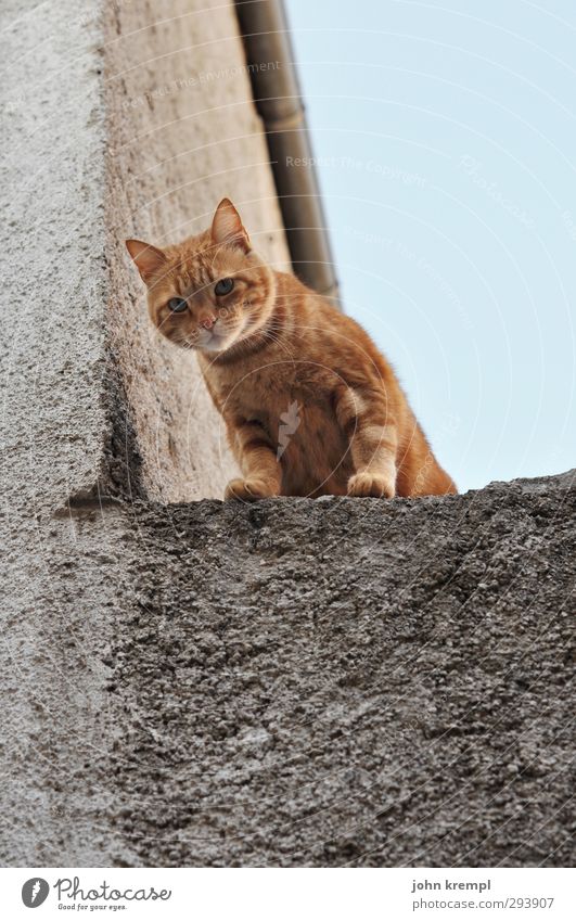 Wir kaufen nix Mauer Wand Katze 1 Tier beobachten Blick stehen weich orange Wachsamkeit Neugier Klettern Pfote Außenaufnahme Menschenleer Abend
