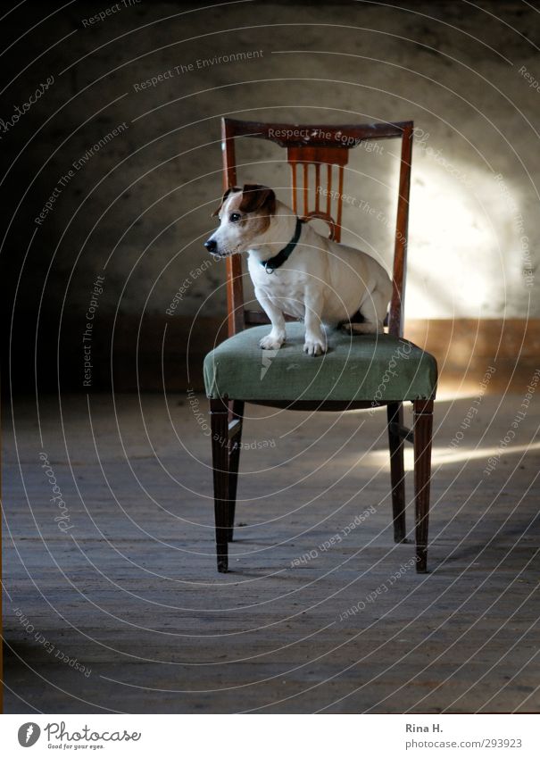 Hundeleben Stuhl Dachboden Tier Haustier 1 sitzen warten Freude Tierliebe Langeweile Terrier Jack-Russell-Terrier Farbfoto Innenaufnahme Menschenleer