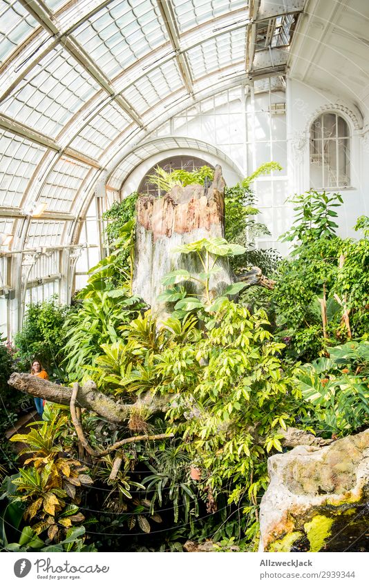 Glasdach mit Garten Architektur Gebäude hell Gewächshaus Pflanze Botanischer Garten grün weiß Freundlichkeit Idylle Menschenleer Raum Innenarchitektur Blatt