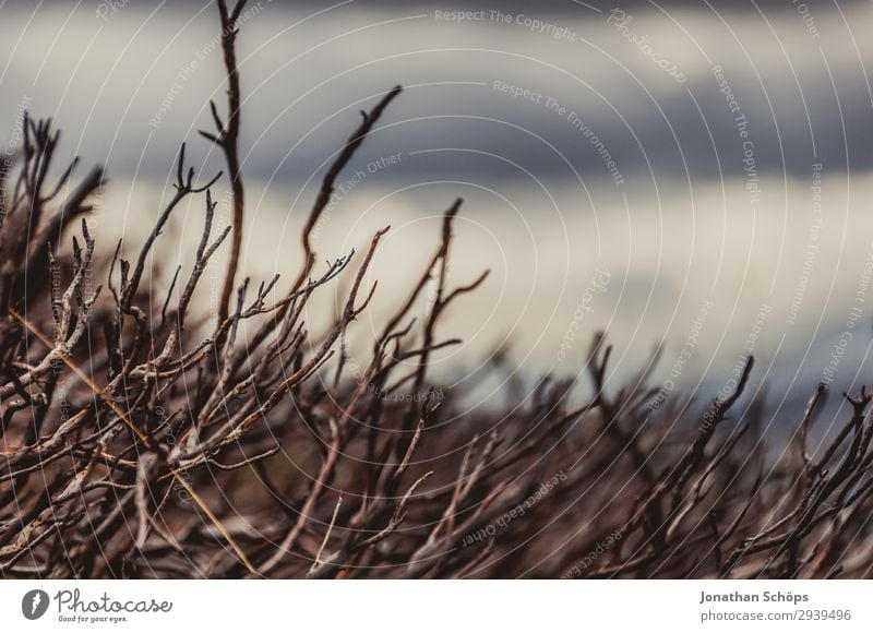 kahle Sträucher in den Highlands, Schottland Umwelt Natur Klimawandel schlechtes Wetter Angst bizarr Endzeitstimmung Enttäuschung Pflanze Ast Dürre verdorrt