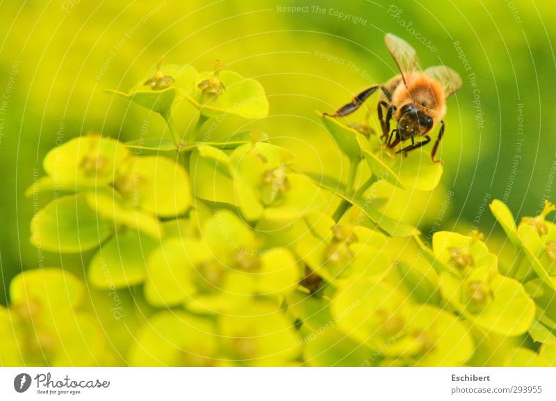 Leckereien soweit das Auge blickt! Honig Bioprodukte Wohlgefühl Erholung Duft Ausflug Garten Wissenschaften Landwirtschaft Forstwirtschaft Natur Landschaft