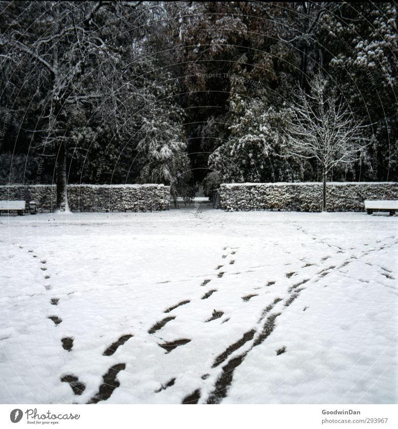 Wo lang? Umwelt Natur Winter Klima Wetter Unwetter Schnee Schneefall Garten Park frisch kalt Stimmung Farbfoto Außenaufnahme Menschenleer Tag Licht Kontrast