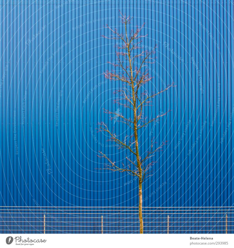 Oh wär' es doch ein Himmelblau Umwelt Schönes Wetter Baum Park Stadt Industrieanlage Bauwerk Mauer Wand Fassade Metall leuchten ästhetisch außergewöhnlich dünn