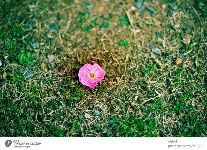 Eine Blume Lifestyle Kunstwerk Show Umwelt Natur Pflanze Frühling Blüte Garten Wald Dorf ästhetisch frei Freundlichkeit Fröhlichkeit Glück schön Neugier