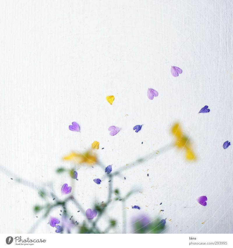 zufällig gefallene Blütenblätter l Liebe kennt keine Grenzen Pflanze Blühend Wandel & Veränderung Herz Farbfoto Menschenleer Textfreiraum oben