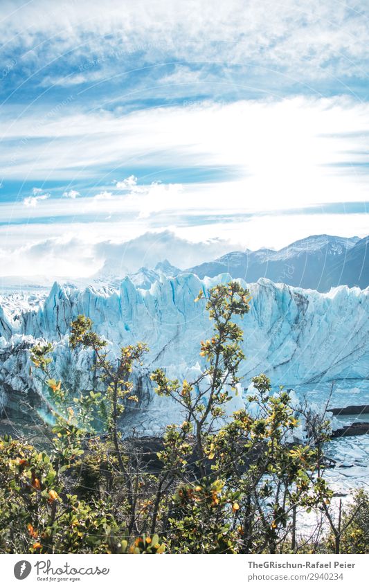 Perito Moreno Gletscher Natur Landschaft blau türkis weiß Argentinien Baum Sträucher Eisberg Wolken Stimmung Wasser Tourismus Patagonien Farbfoto Außenaufnahme