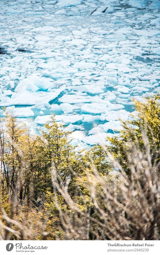Eisschollen Natur Landschaft blau türkis weiß Wasser Gletscher Im Wasser treiben kalt Perito Moreno Gletscher Baum Sträucher brechen Farbfoto Außenaufnahme