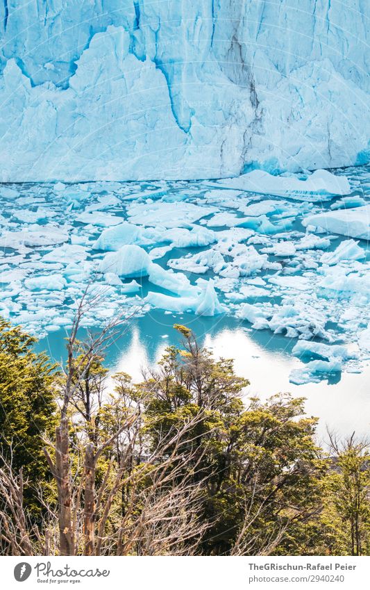 Perito Moreno Gletscher Natur blau türkis weiß Wasser Reflexion & Spiegelung Baum See Eisscholle Im Wasser treiben Riss brechen beeindruckend Argentinien