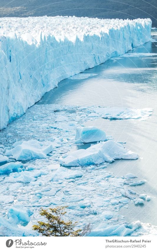 Perito Moreno Gletscher Natur blau türkis weiß Eisscholle Eisberg Wasser brechen See Schnee Argentinien Patagonien Farbfoto Außenaufnahme Menschenleer
