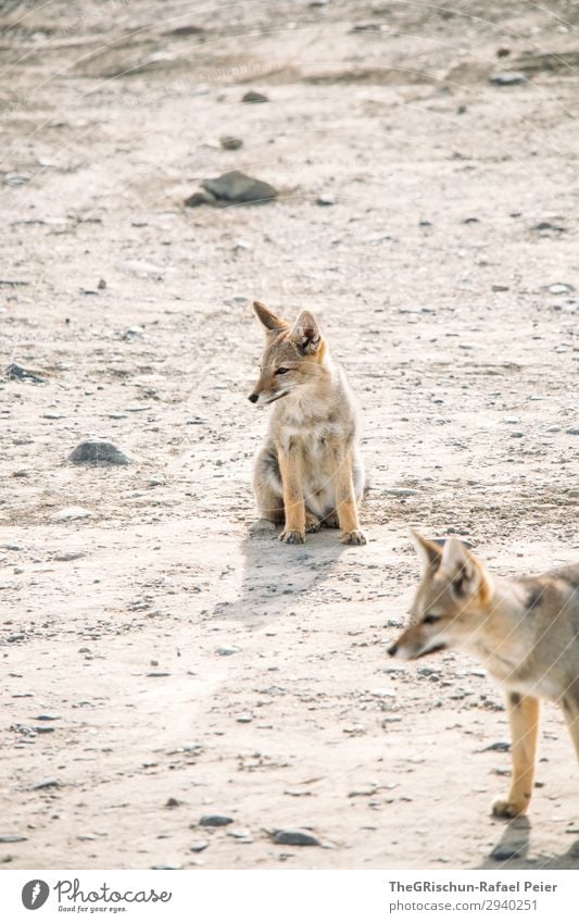 What does the fox say Tier 2 braun grau weiß Fuchs graufuchs Patagonien sitzen Spieltrieb niedlich klein warten Neugier Stein Paar Farbfoto Außenaufnahme