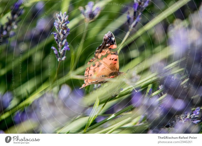Butterfly Tier 1 blau violett Schmetterling Lavendel mehrfarbig Kontrast Blume Duft fliegen frei leicht Farbfoto Außenaufnahme Menschenleer Textfreiraum links