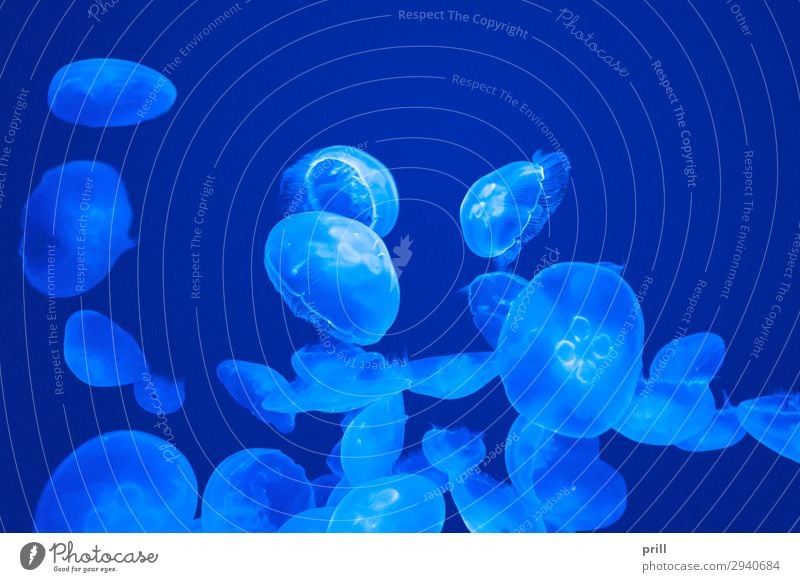 Lots of Jellyfishes Meer Wasser Qualle Schwarm Flüssigkeit nass blau chaotisch ohrenqualle aurelia aurita gallertartig halb durchsichtig transparent Schweben