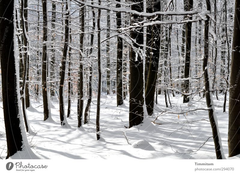 Schatten | Neulich erst. Winter Schnee Umwelt Natur Pflanze Schönes Wetter Baum Wald Holz stehen ästhetisch kalt natürlich schön weiß Lebensfreude Erholung hell