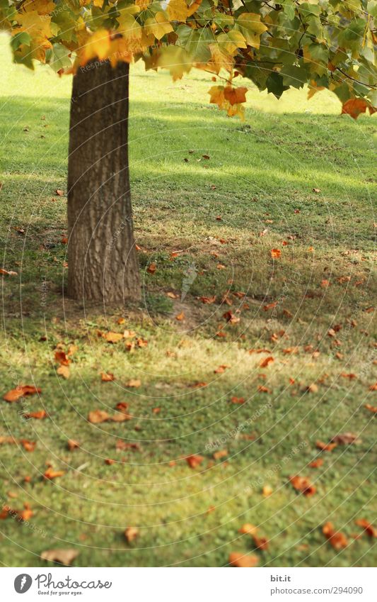 Schatten | unterm Baum Umwelt Natur Landschaft Pflanze Herbst Garten Park Wiese Stimmung Baumstamm Blätterdach herbstlich Herbstbeginn Herbstfärbung
