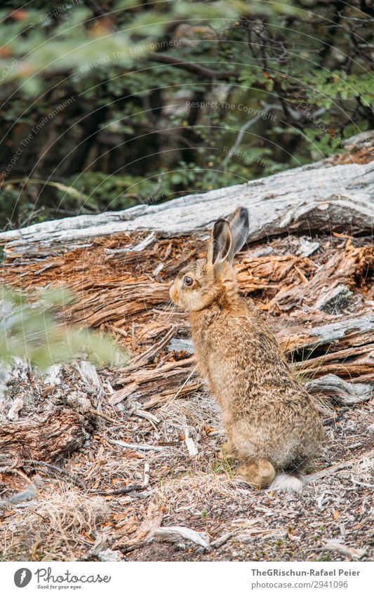 Tarnung Tier 1 braun Holz Hase & Kaninchen Geschwindigkeit Ohr hüpfen Farbfoto Außenaufnahme Menschenleer Textfreiraum oben Tag Starke Tiefenschärfe