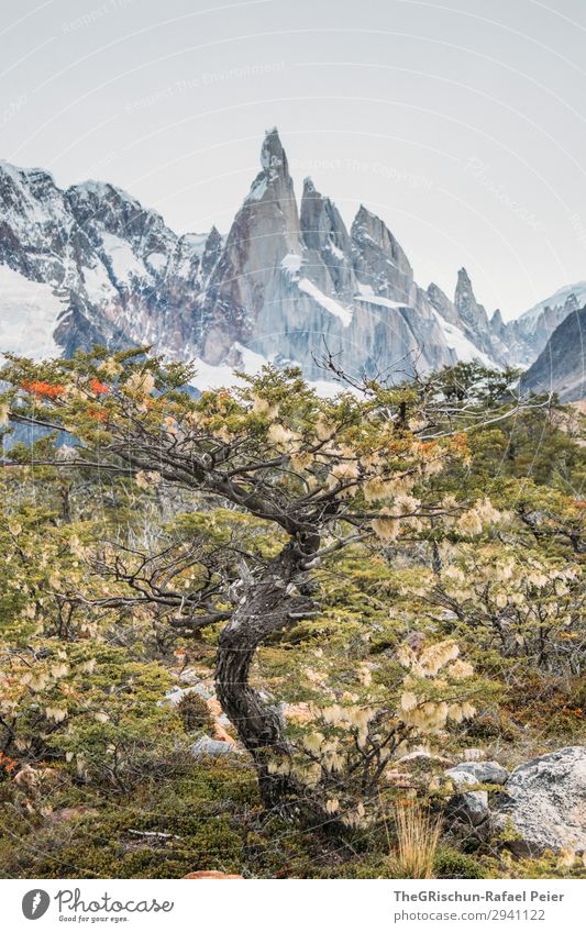 Cerro Torre Natur braun grau grün weiß Baum Bergkette Berge u. Gebirge Aussicht Argentinien Patagonien wandern entdecken Farbfoto Außenaufnahme Menschenleer