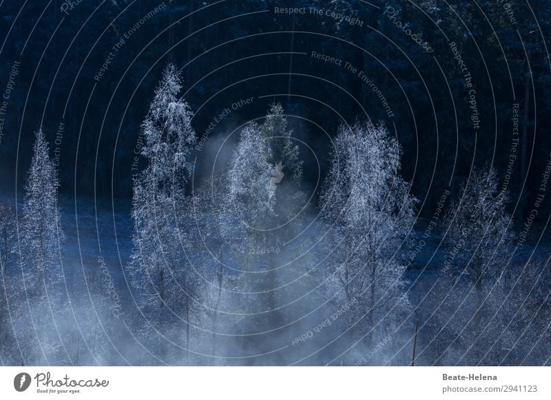 Besinnliche Festtage Feste & Feiern Weihnachten & Advent Silvester u. Neujahr Natur Landschaft Winter Wetter Eis Frost Baum Schwarzwald atmen frieren glänzend