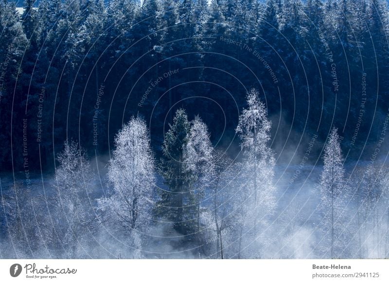 Zauberwald Natur Landschaft Sonne Eis Frost Baum Wald wählen beobachten Blühend glänzend leuchten ästhetisch außergewöhnlich exotisch blau weiß Gefühle Freude