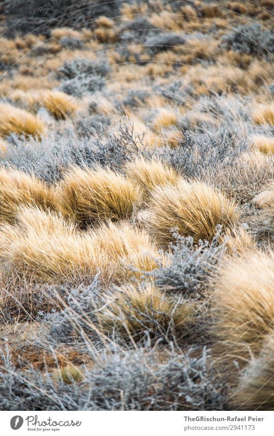 Steppe Natur braun grau silber Patagonien Argentinien Pflanze trocken Wind trist Wachstum Gras Farbfoto Außenaufnahme Menschenleer Textfreiraum oben