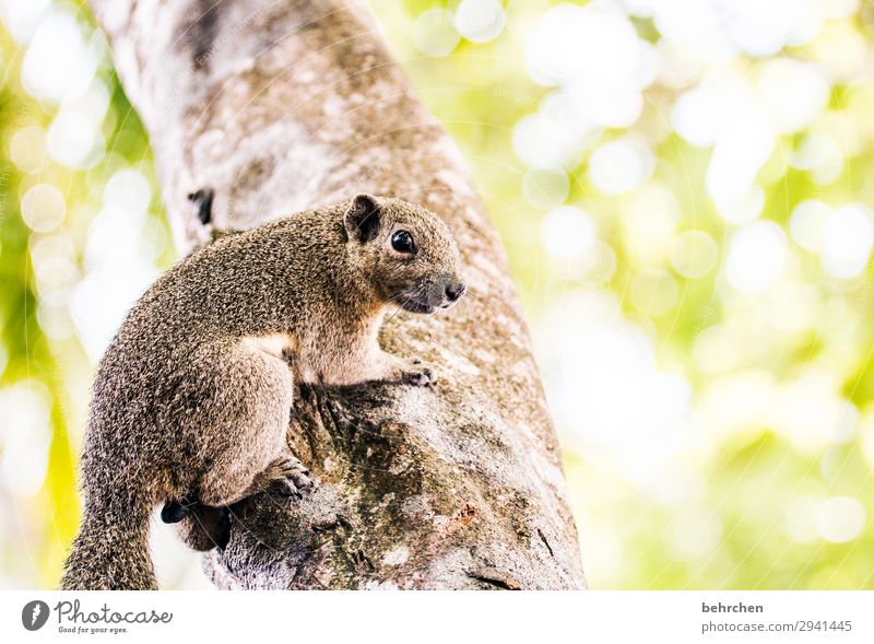klammerhörnchen Tierporträt Unschärfe Licht Tag Menschenleer Detailaufnahme wild Farbfoto Außenaufnahme Nahaufnahme Malaysia niedlich Neugier klein schön frech