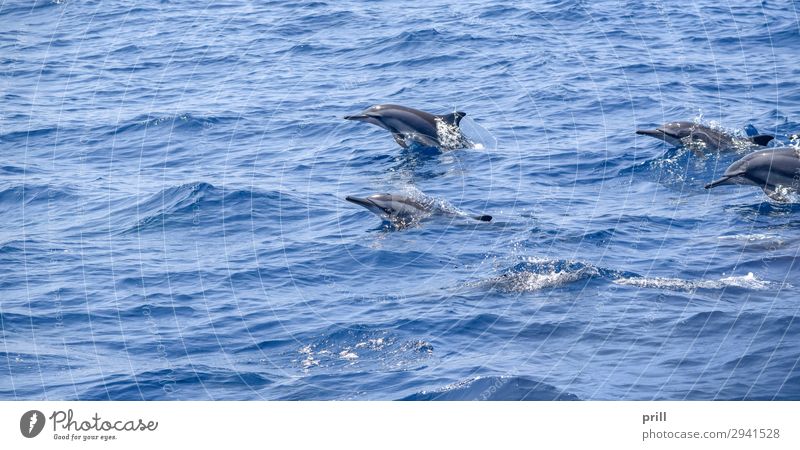 oceanic dolphins Spielen Meer Familie & Verwandtschaft Natur Tier Wasser Wildtier springen Zusammensein nass blau grau Delphine schwimmen aquatisch Sri Lanka