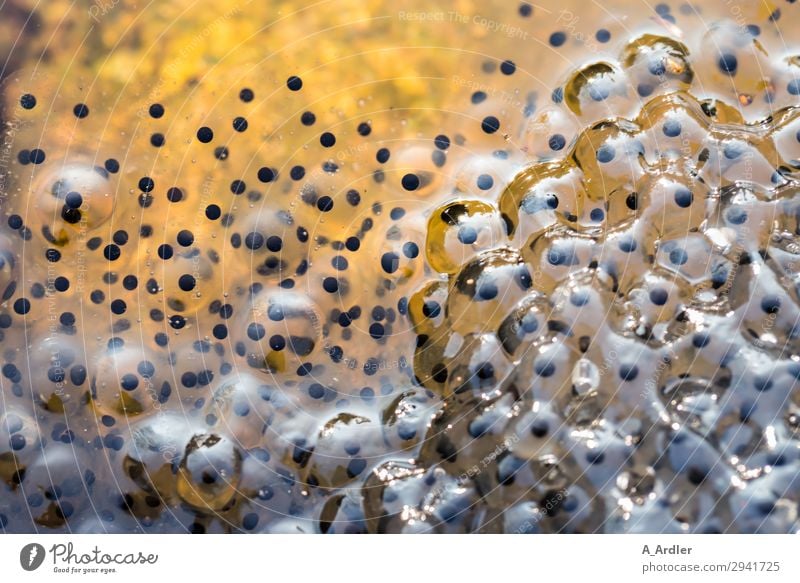 wertvoll | Laich von Fröschen oder Kröten im Wasser Natur Tier Urelemente Frühling Garten Teich Wildtier Frosch Tiergruppe Schwimmen & Baden Wachstum gelb gold