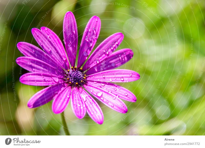 Mairegen macht schön Pflanze Wassertropfen Blume Blüte exotisch Margerite Korbblütengewächs Garten frisch hell natürlich positiv grün violett Natur rein Tau