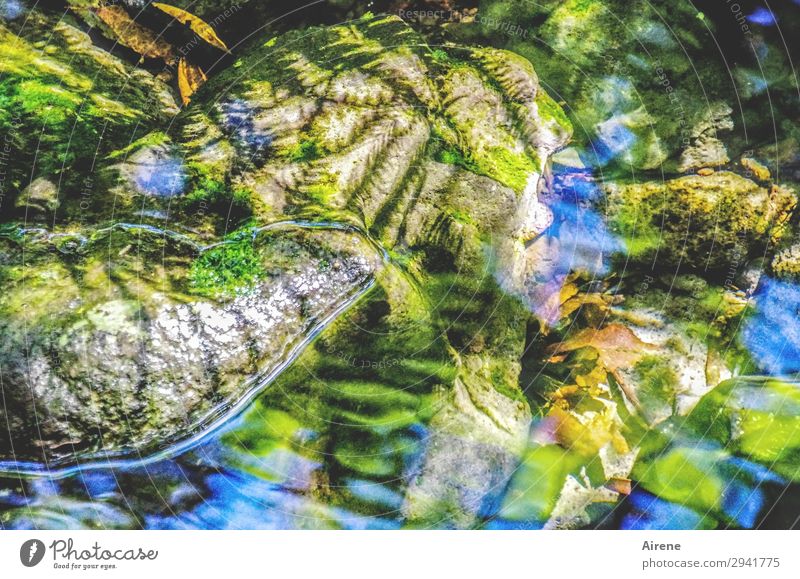 gespiegelt und beschattet Landschaft Wasser Himmel Schönes Wetter Farn Urwald Bach Wildbach Stein Madeira wandern außergewöhnlich frisch natürlich blau