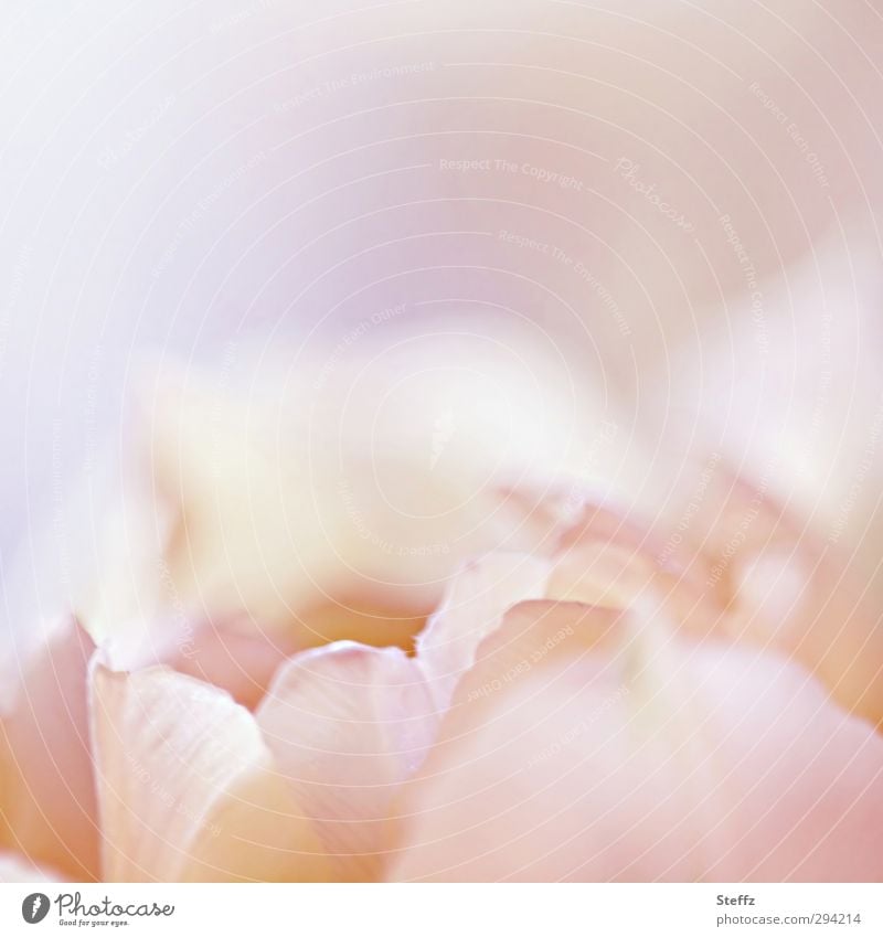 feine Tulpenblüte anders blühende Tulpe Frühlingsblume hellrosa rosa Blume rosa Blüte weich romantisch Sinn Romantik Idylle rein blühende Frühlingsblume