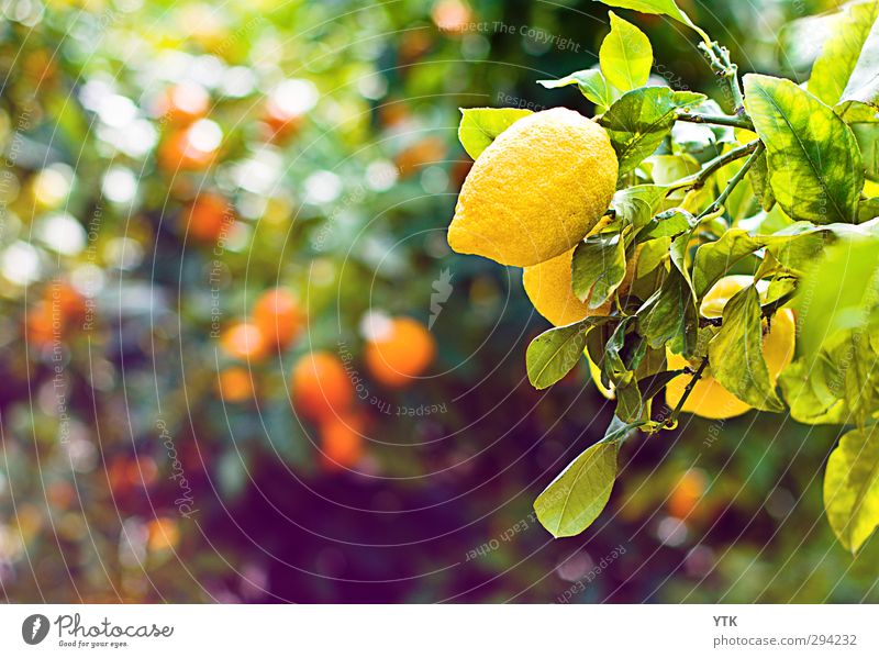 Zitronenhaut Lebensmittel Orange Ernährung Bioprodukte Slowfood Umwelt Natur Landschaft Pflanze Frühling Sommer Schönes Wetter Baum Grünpflanze Nutzpflanze